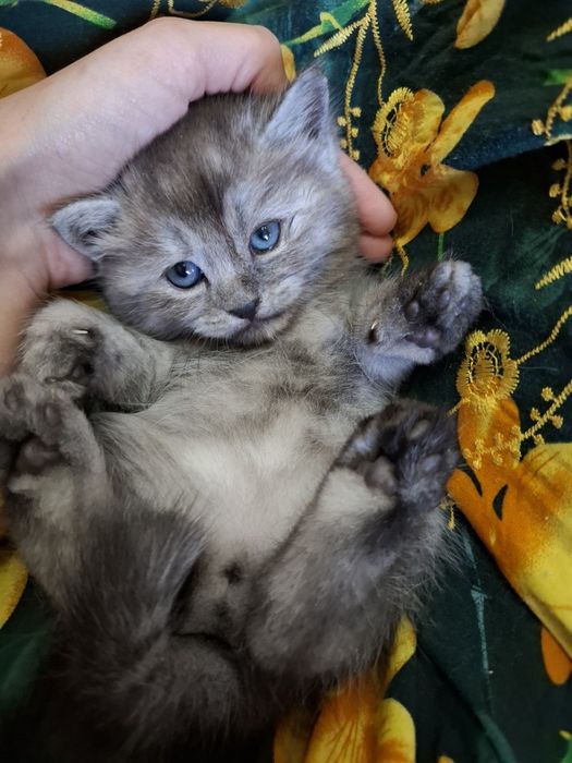 Котята на продажу