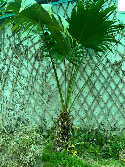 Живые Пальмы в Ташкенте