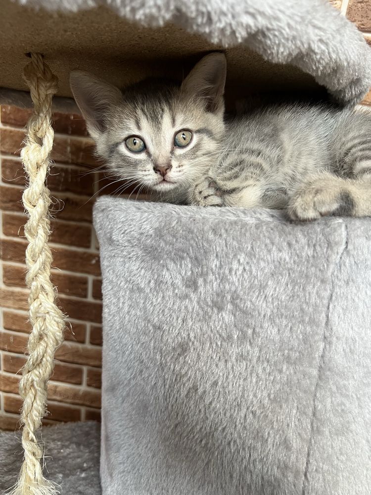 Котята/котенки/ в добрые руки