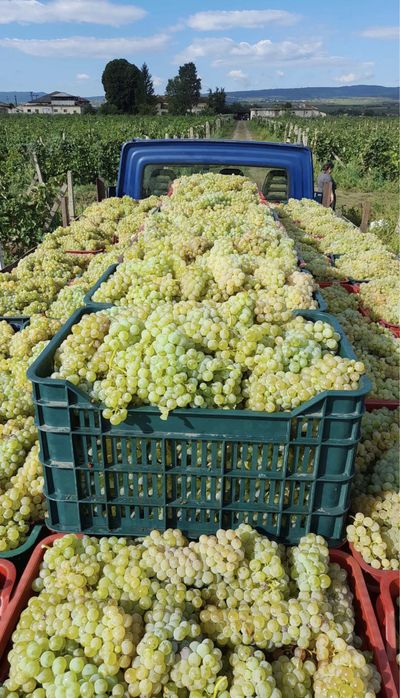 Vand struguri de vin Sibiu