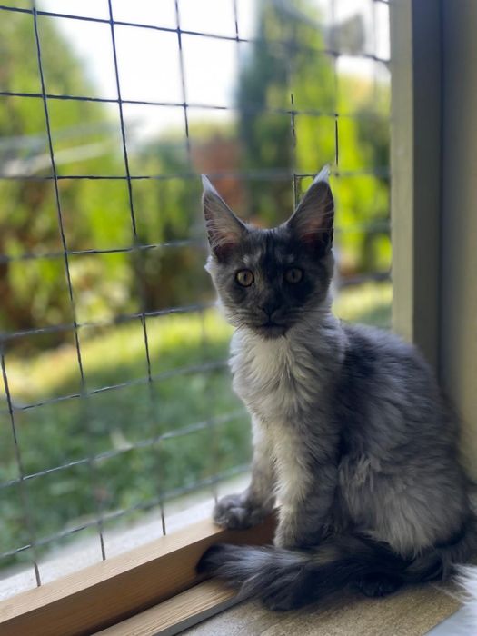 Pui Maine Coon pedigree 4 luni black smoke si pale black