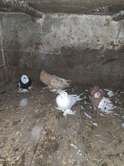 Vând porumbei uriași maghiari