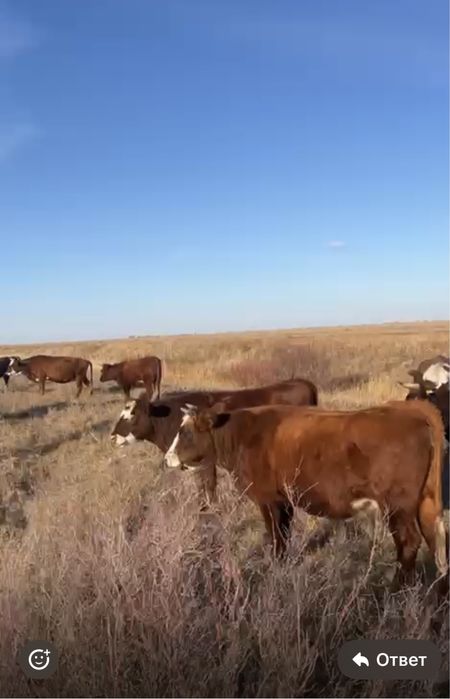 Продам телок на мясо жирные