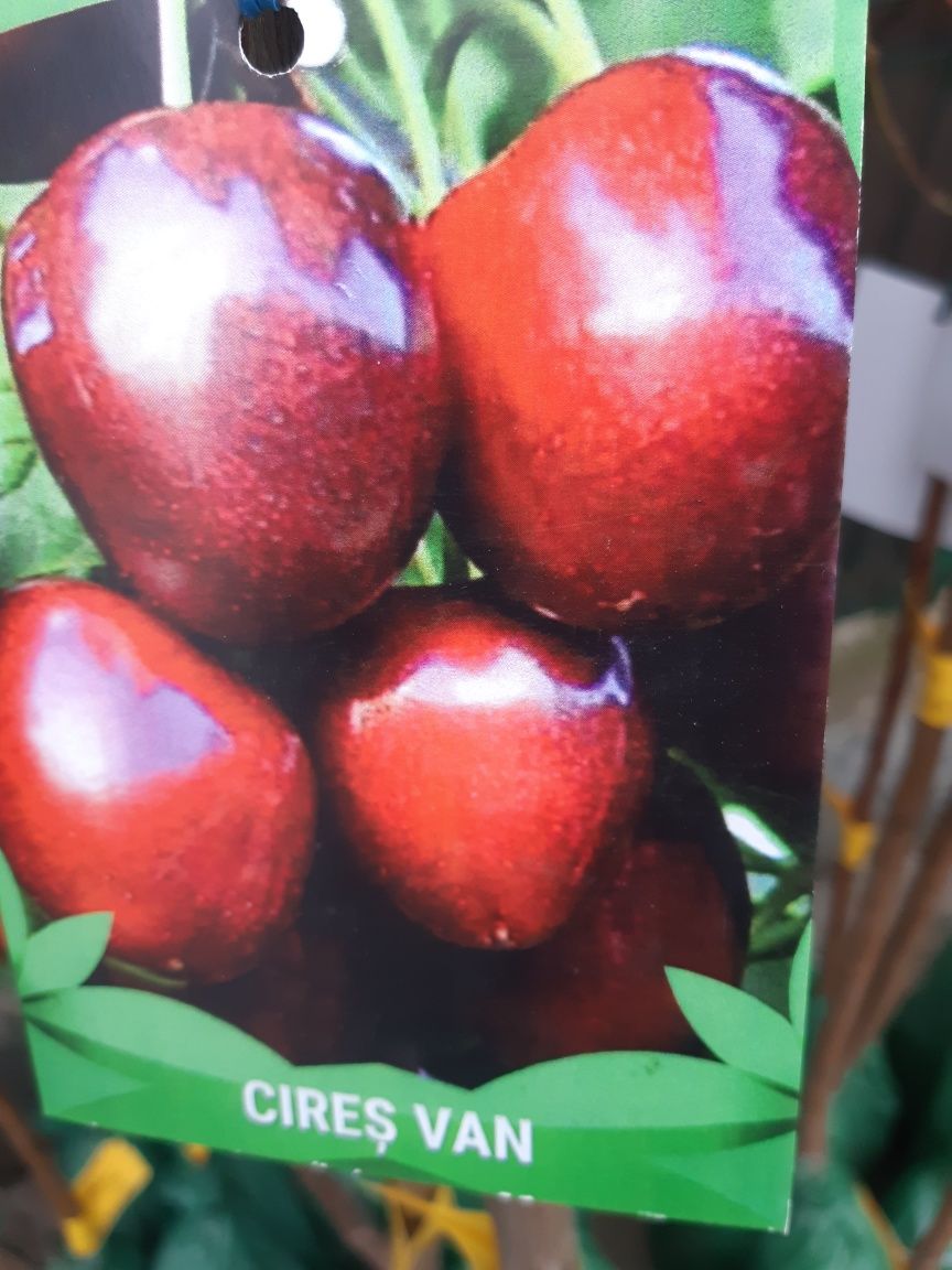 Pomi fructiferi certificati