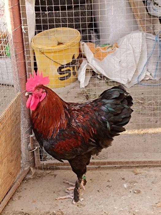 Vând sau schimb Cocoș marans