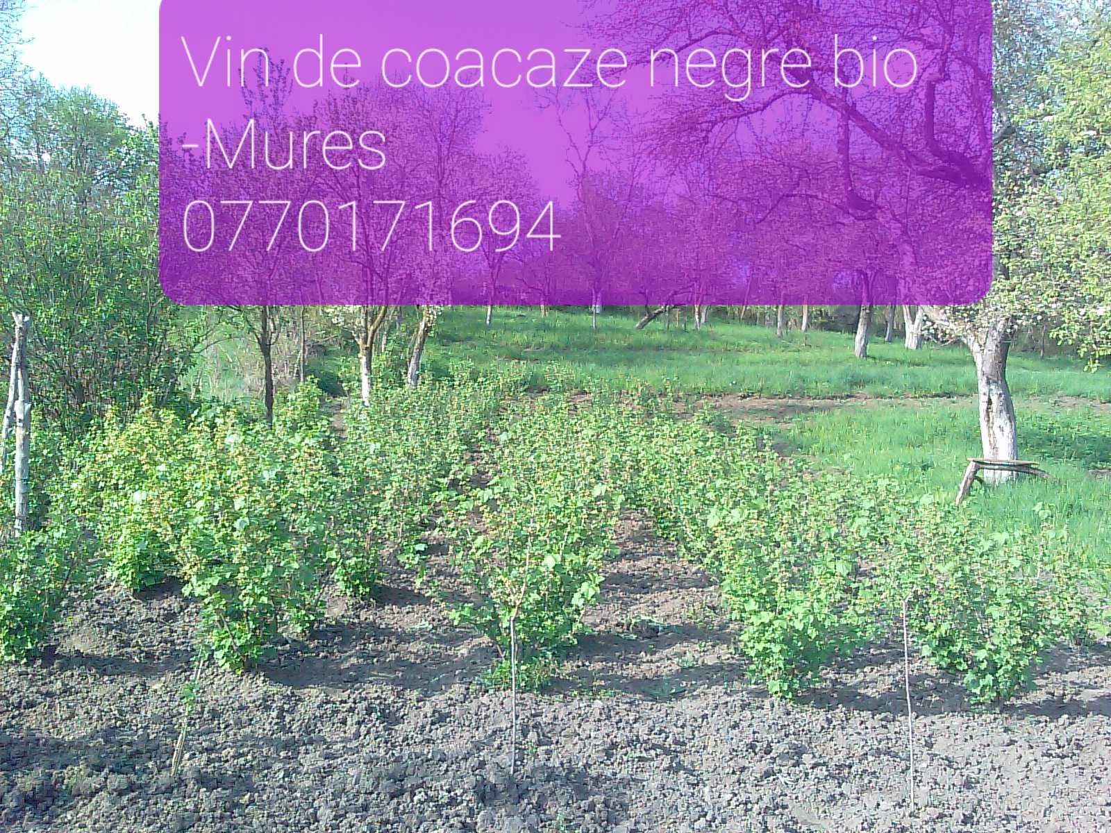 Vin din coacaze negre bio