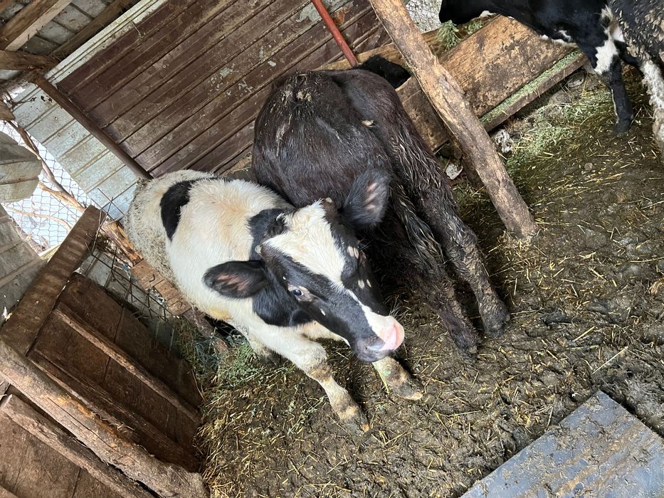 Vând 5 viței rasa holstaine și Angus