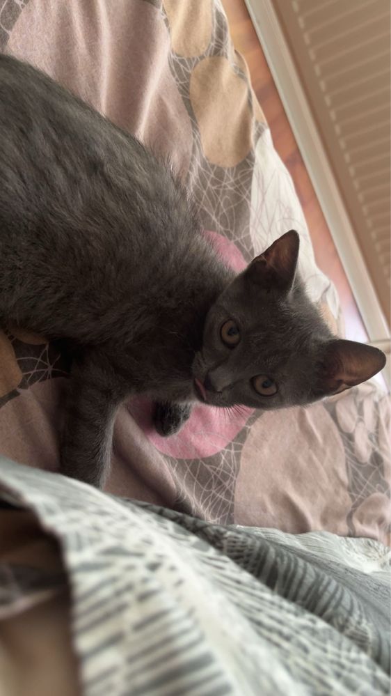 Pisica spre adoptie
