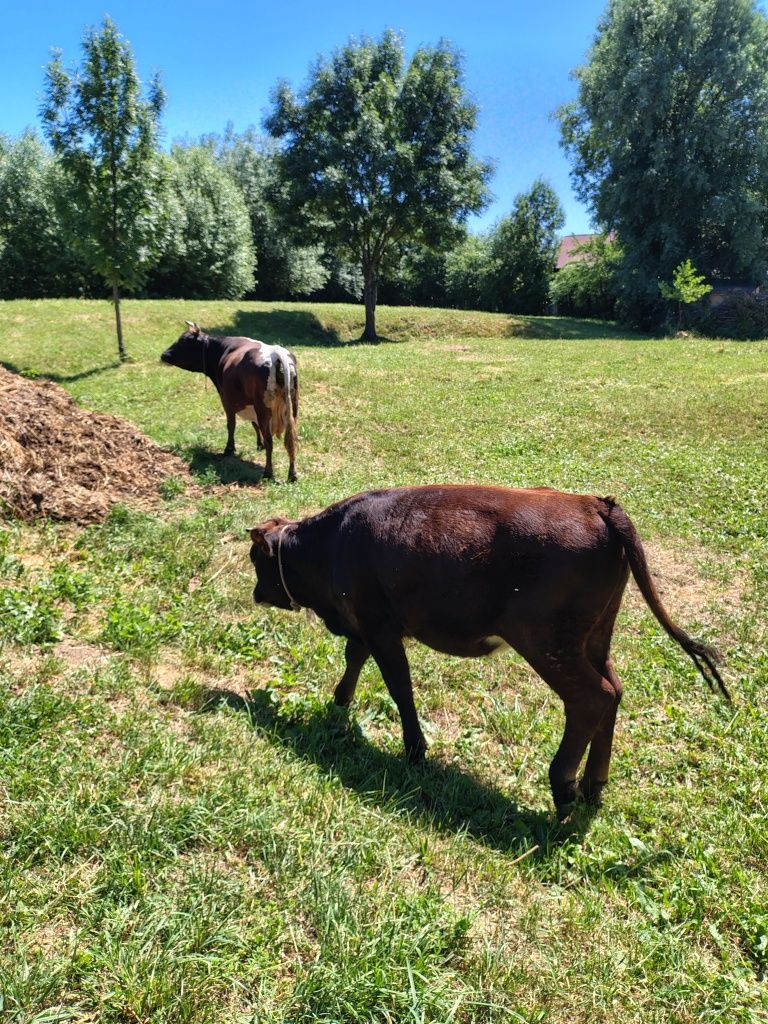 Vând vițea de un an