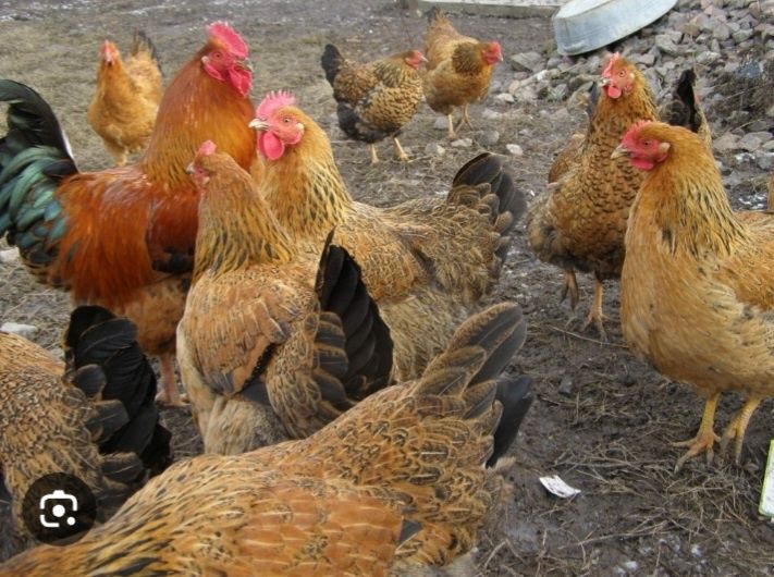 Курица кучинский семейка