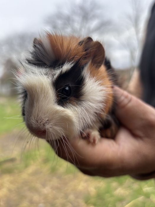 Porcușori de guineea