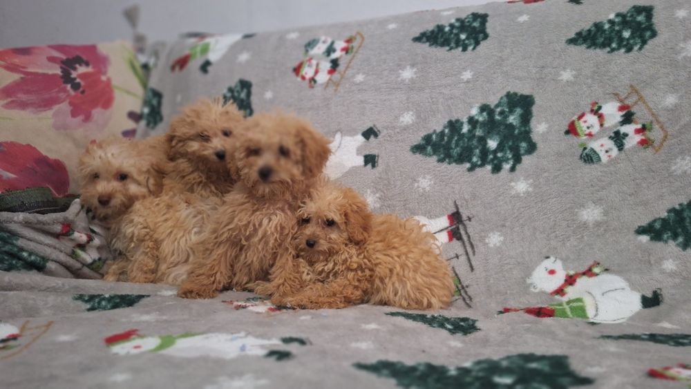 Пудел Той пуделчета момичета