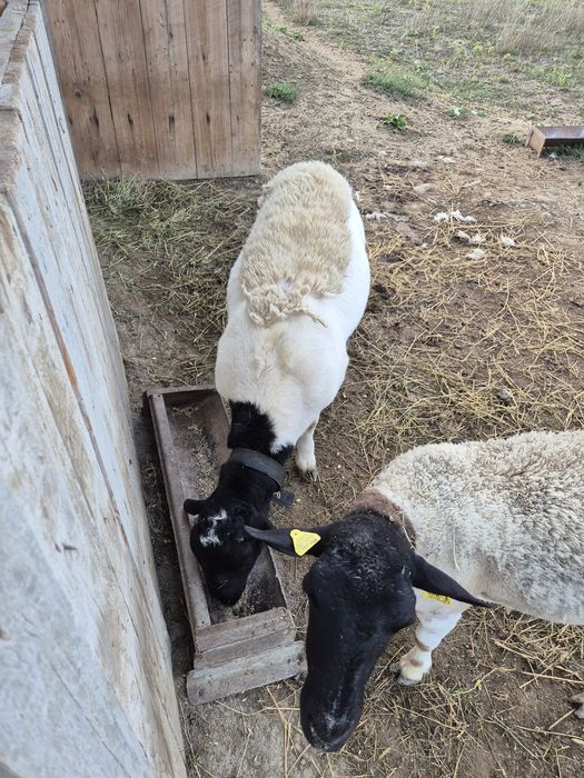 Vând berbecuț dorper