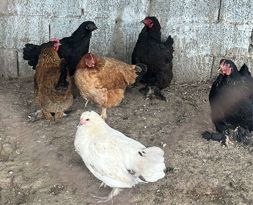 Продам годовалых полторагодовалых курей