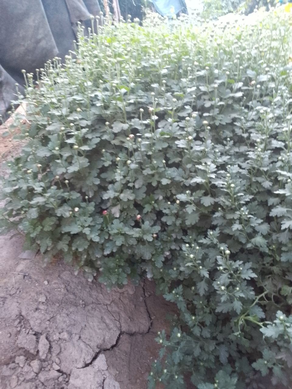 Gullar olami hush kelibsiz eng chiroyli gullar