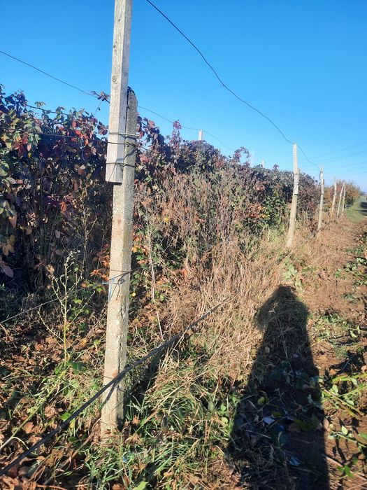 Vând butasi de mur și zmeur