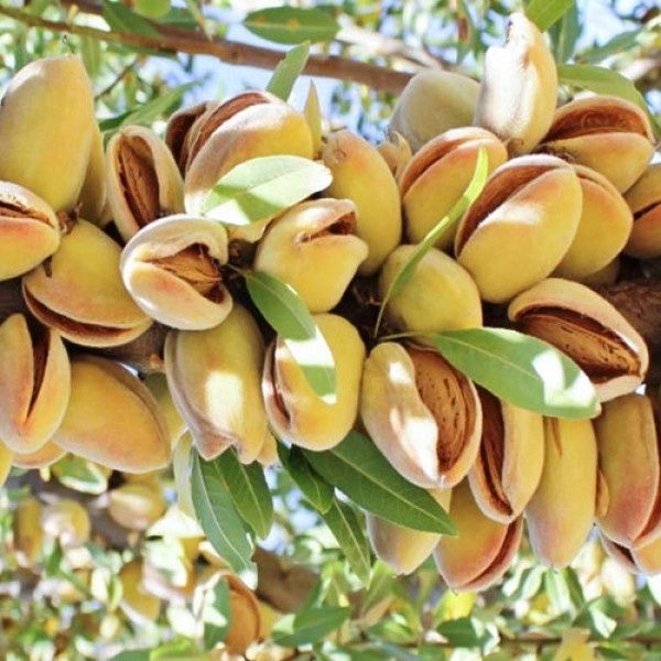 Migdal SUPER NOVA ambalat 5+1 gratis