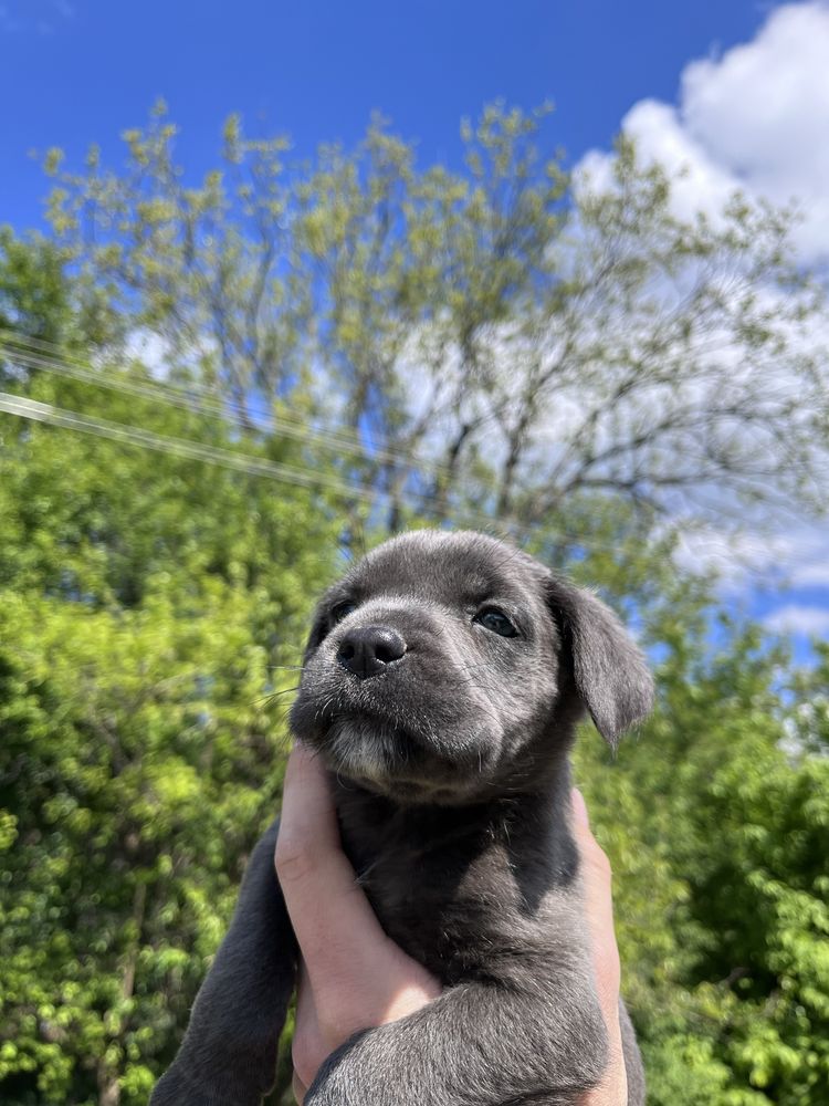 Catelusi Cane Corso