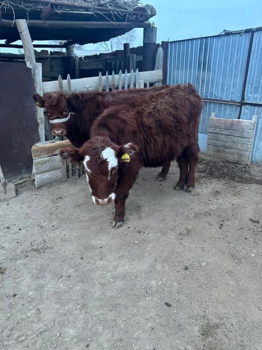 Ұргашы бұзаулар сатылады