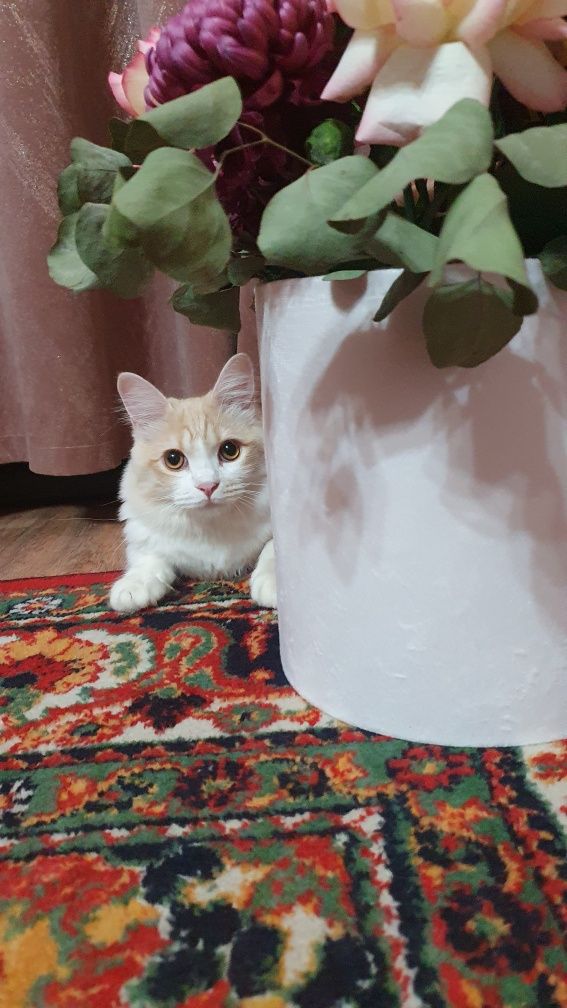 Отдам кота в добрые руки