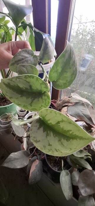 Комнатные растения