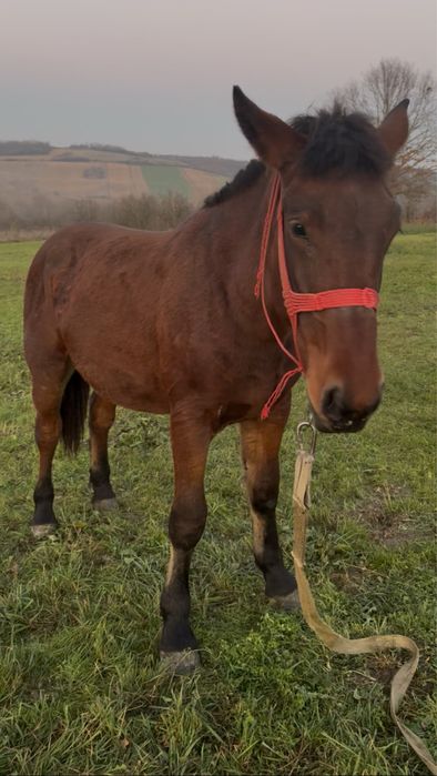 Mânz de 1 an jumate de vânzare