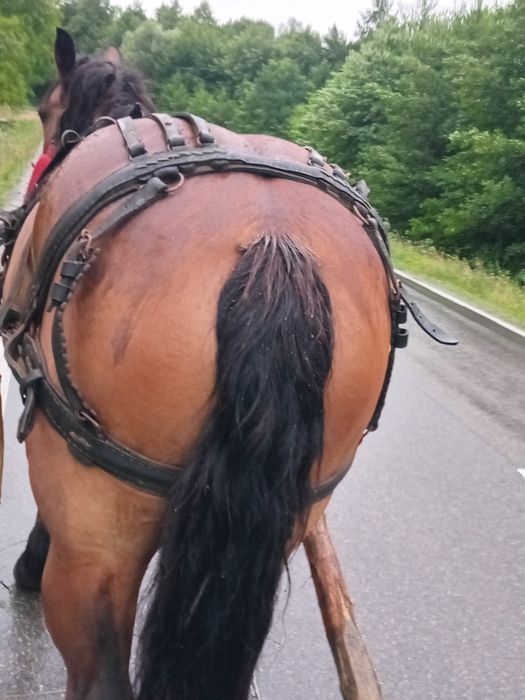 Iapa frumoasa de vânzare