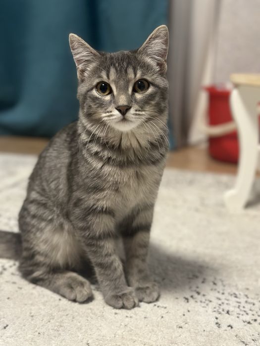 Отдам котенка 4 месяца