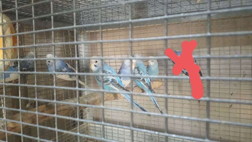 Валнистий попугай