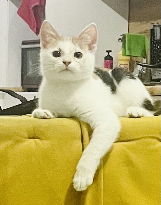 Отдаем в добрые руки,кошечка трехцветня,3 месяца.К лотку приучена