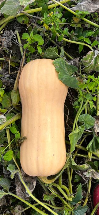 Vând Dovleac Plăcintar Matilda F1 !!