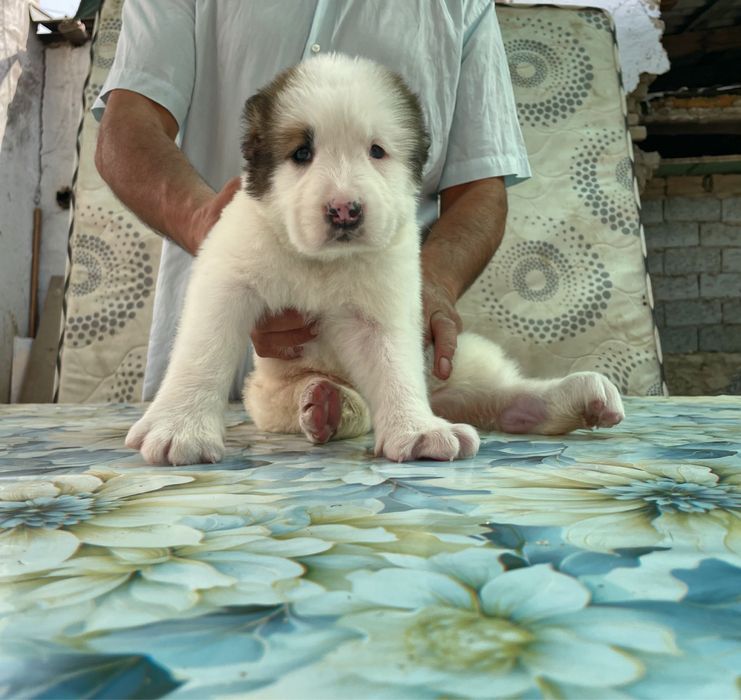 Щенок Алабая ( Супер Гигант )