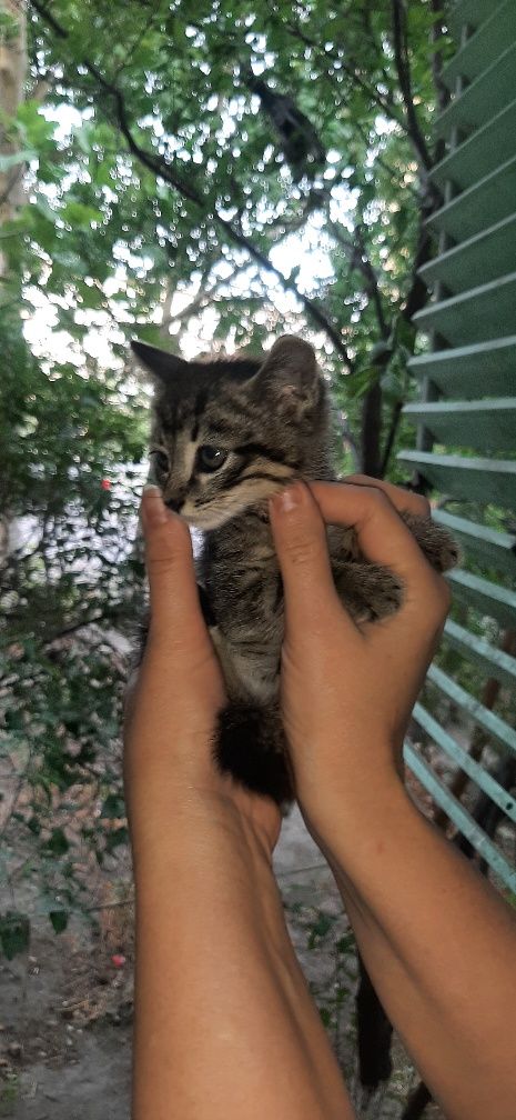 Котенок ищет дом