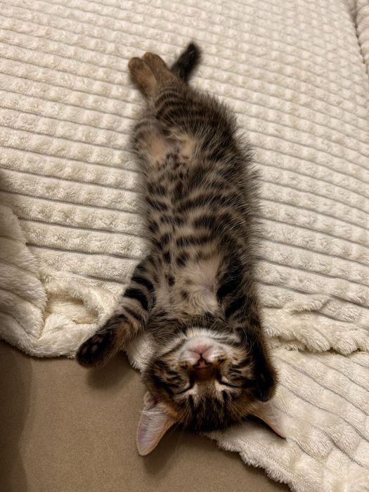 Котенок 1,5 месяца