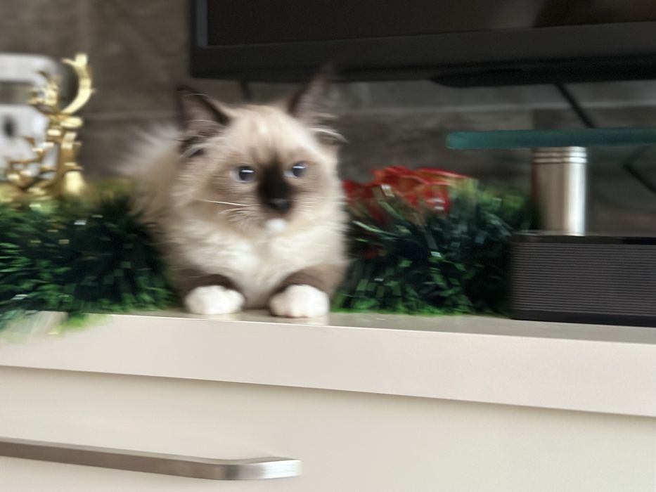 Регдол / Ragdoll /