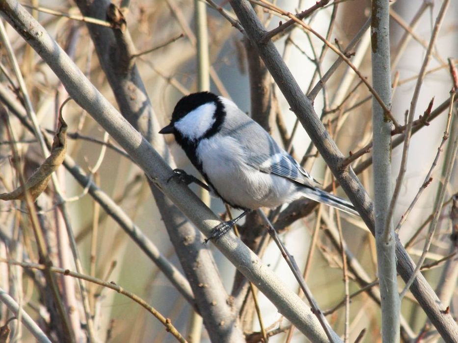 Qushlar Buxarskaya sinisa