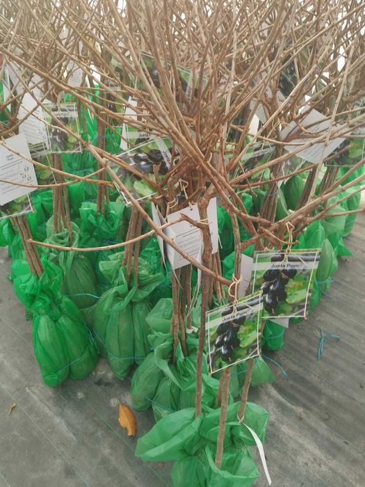 Plante de rodie de vânzare - Bucură-te de fructe proaspete!