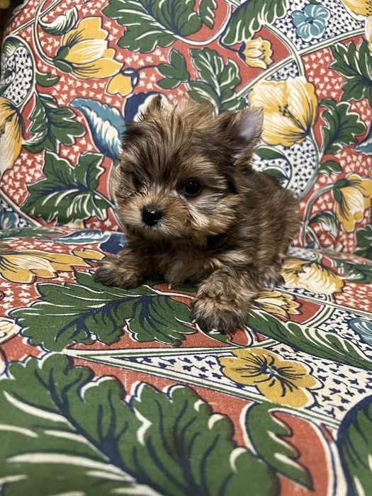 Yorkshire Terrier