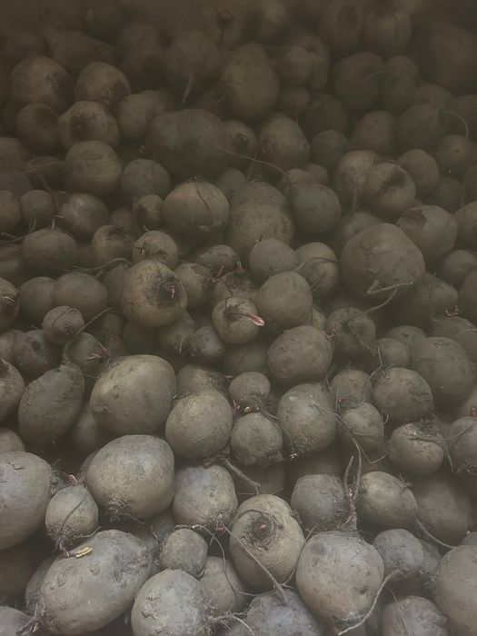 Morcov și sfeclă roșie