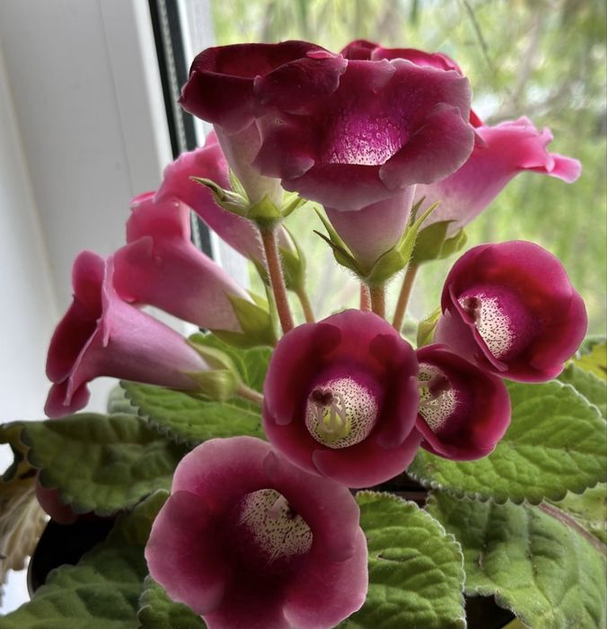 продам цветок глоксиния