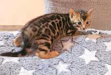 Bengal mascul cu pedigree felisa autorizata