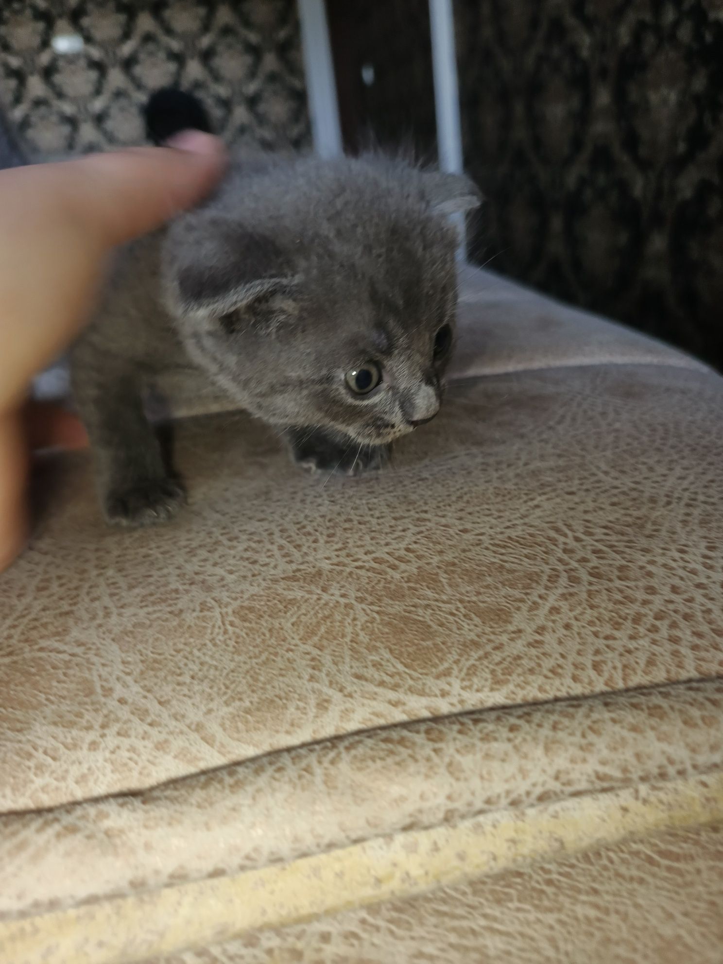 Шотландский фолд