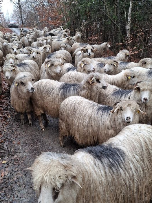 Vând oi tinere!!!