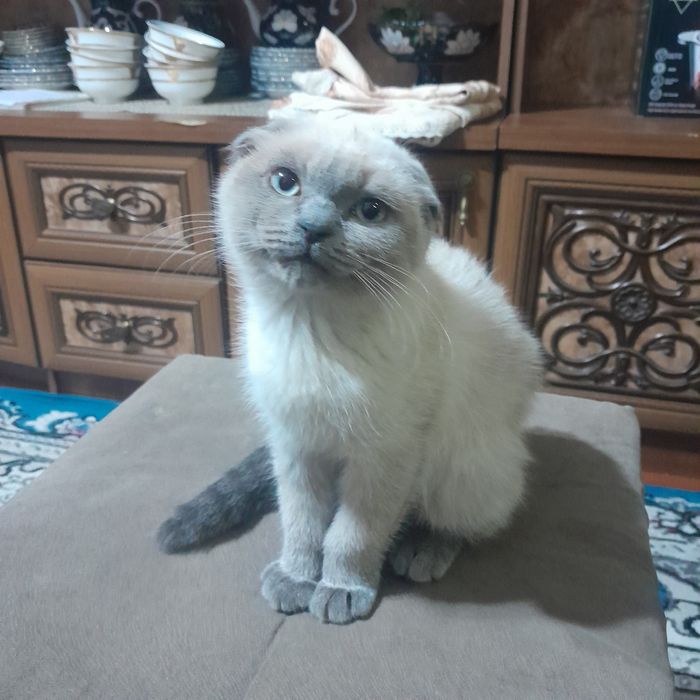 шотландская вислоухая котята (скоттиш-фолд)