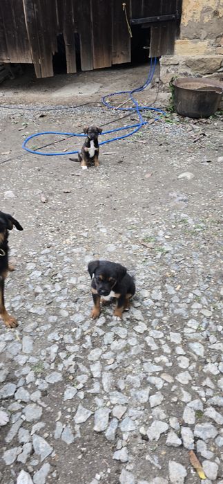 Căței spre Adopție