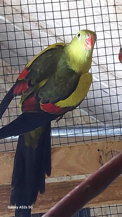 Perusi.Nimfe.Papagali cantatori. Papagali de munte.