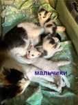котята, мальчики!