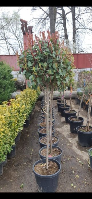 Tuia și diferite specii de plante