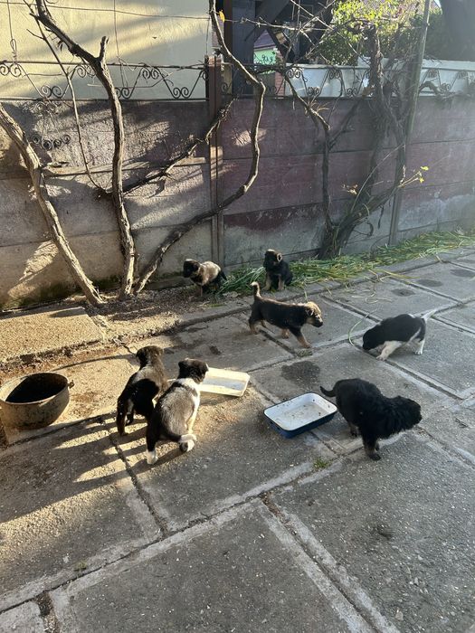 Donez cățeluși ciobănesc german