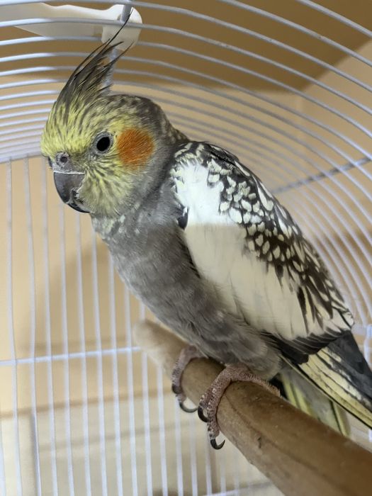 Vand nimfa 2 ani si jumatate